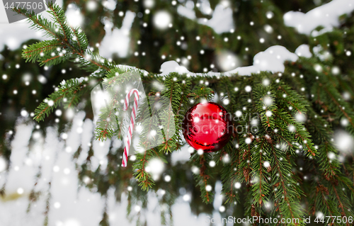 Image of candy cane and christmas ball on fir tree branch