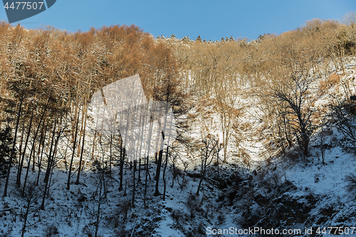 Image of winter forest in japan