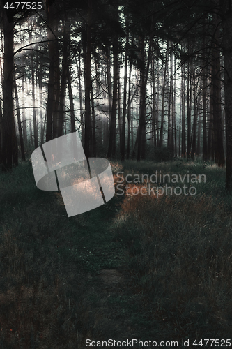 Image of Sunrays On The Path In A Dark Pine Forest