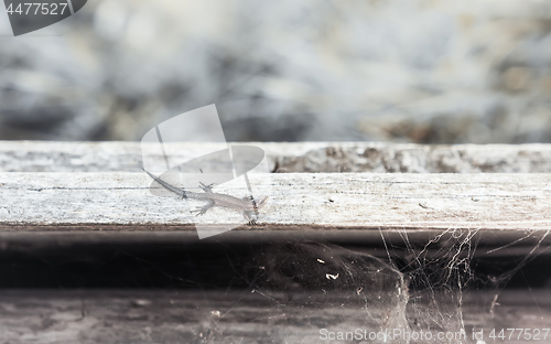 Image of Small Viviparous Lizard On The Old Wooden Background