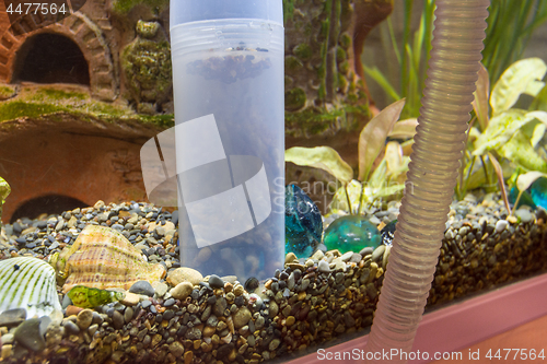 Image of Cleaning the soil in the aquarium with a siphon