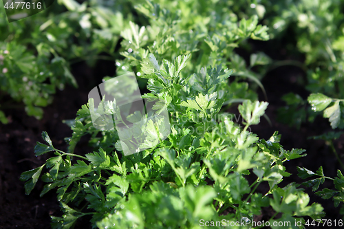 Image of Green parsley grows 