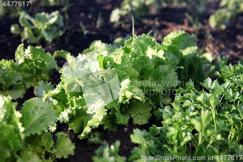 Image of Green salad grows 