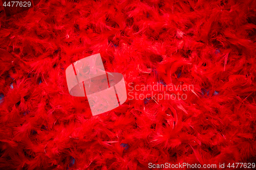 Image of Background of beautiful red feathers. Top view