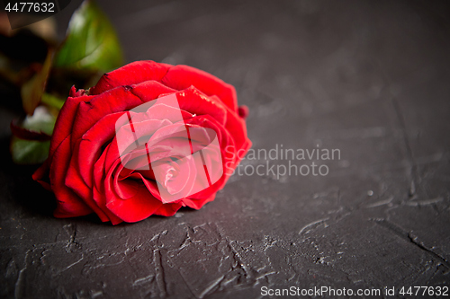 Image of Fresh red rose flower on the white wooden table