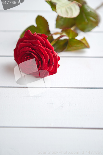 Image of Fresh red rose flower on the white wooden table