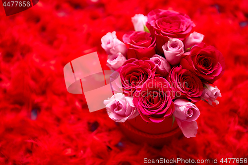 Image of Pink roses packed in box and placed on red feathers background with copy space