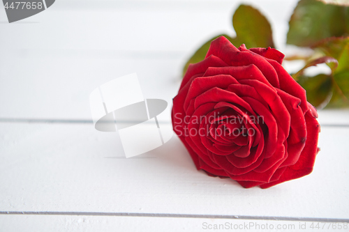 Image of Fresh red rose flower on the white wooden table