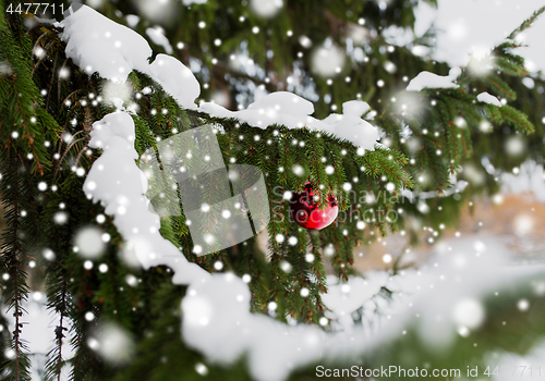 Image of red christmas ball on fir tree branch with snow