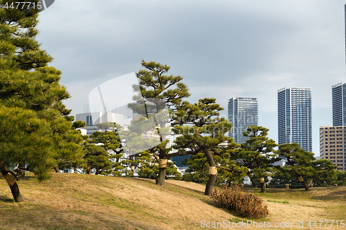 Image of pine trees at hamarikyu gardens park in tokyo