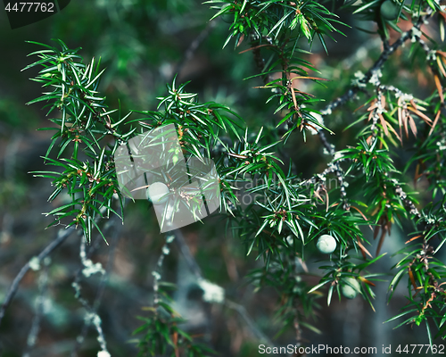 Image of Juniper Branch With Berries Close-up In The Forest