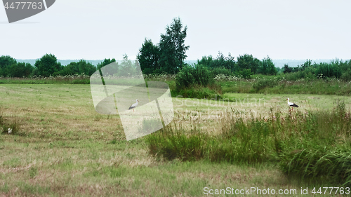 Image of White Storks Resting On A Mowed Meadow On A Summer Day