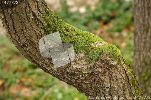 Image of Tree Trunk Closeup