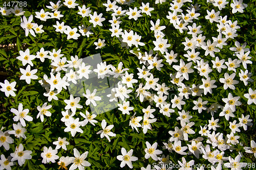 Image of Anemone nemorosa