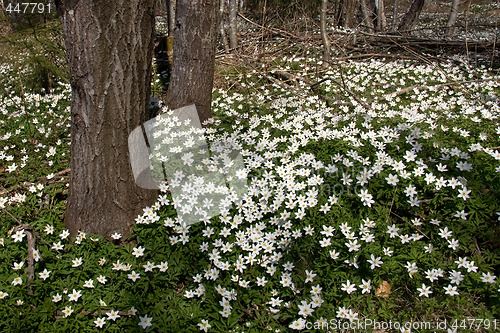 Image of Spring Forest