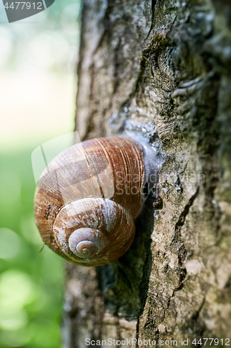 Image of encapsulated land snail