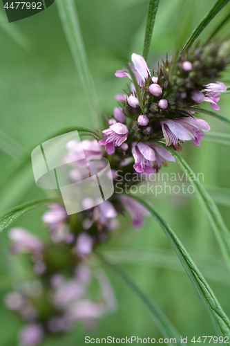 Image of Siberian motherwort