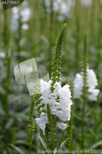 Image of Obedient plant Summer Snow