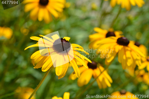 Image of Gloriosa daisy Indian Summer