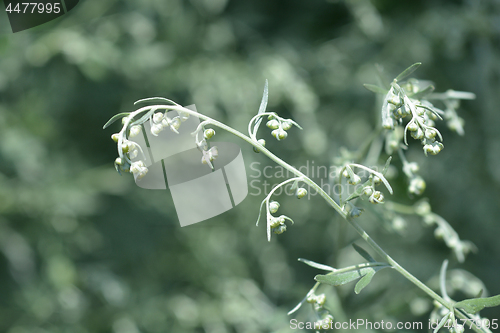 Image of Common wormwood