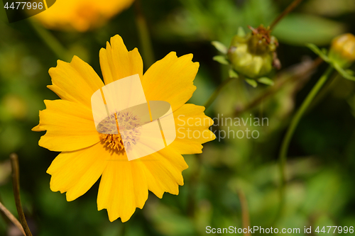 Image of Star tickseed