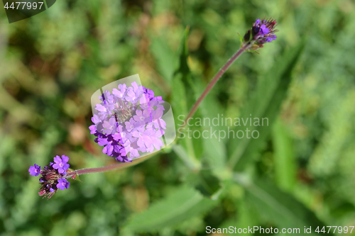 Image of Slender vervain