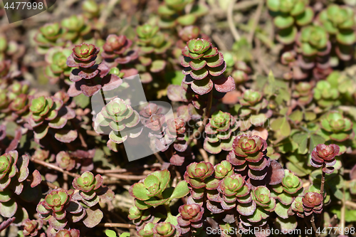 Image of Crimson stonecrop Fuldaglut