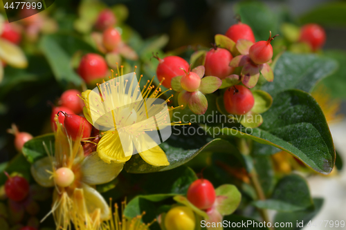 Image of Turkish tutsan