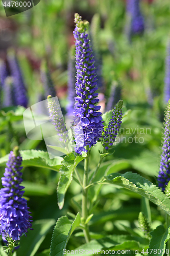 Image of Spiked speedwell