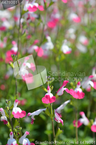 Image of Sage Pink lips