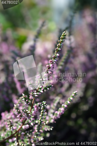 Image of Heather Red Pimpernel