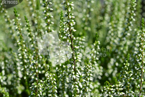 Image of Heather Golden Tib