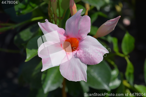 Image of Pink mandevilla