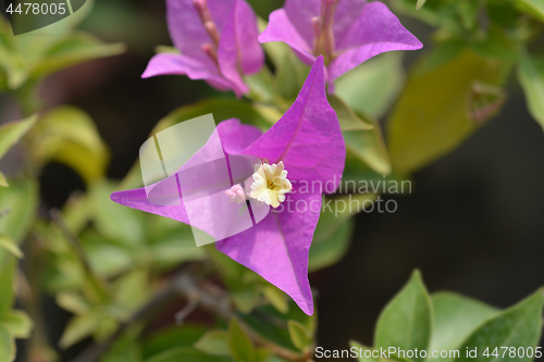 Image of Bougainvillea Sabina