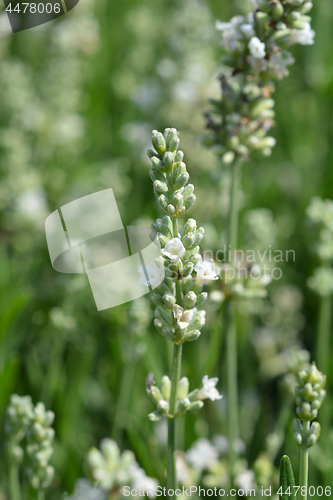 Image of English Lavender Ellagance Ice