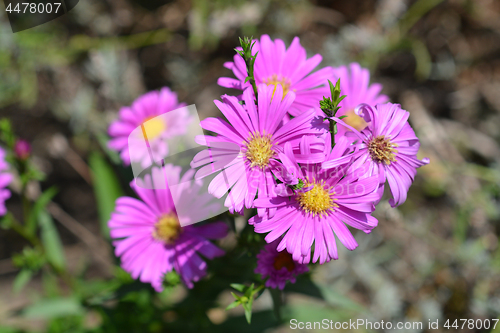 Image of New York Aster Orlando