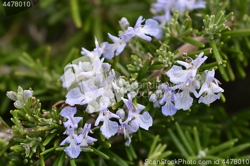 Image of Rosemary flowers