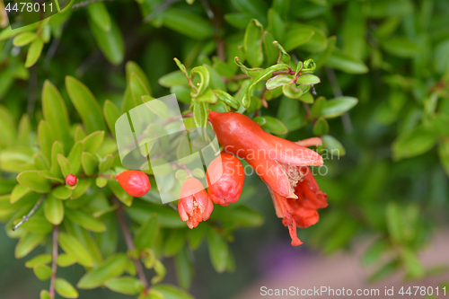 Image of Pomegranate Nana