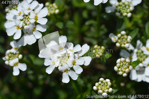 Image of Evergreen candytuft Schneeteppich