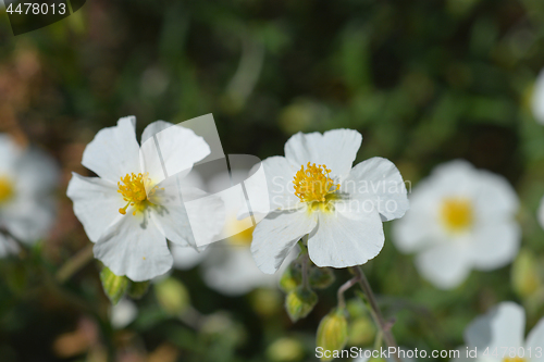 Image of White rockrose