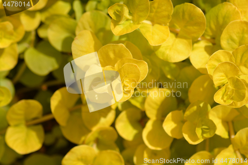 Image of Golden creeping jenny