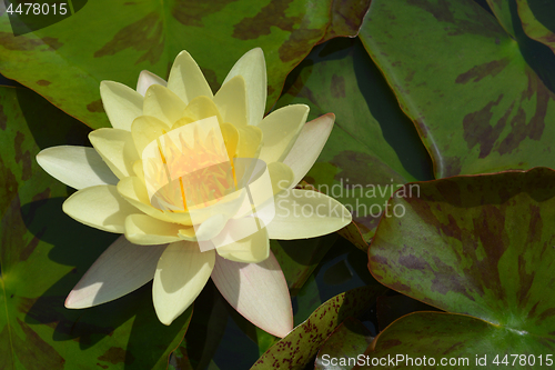 Image of Yellow water lily Chromatella