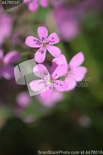 Image of Rock soapwort