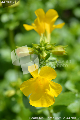 Image of Monkey flower