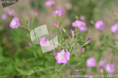 Image of Great hairy willowherb