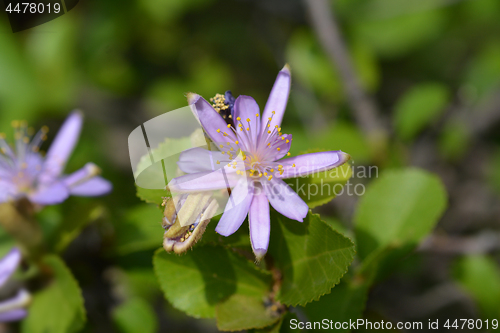 Image of Tropical East African shrub