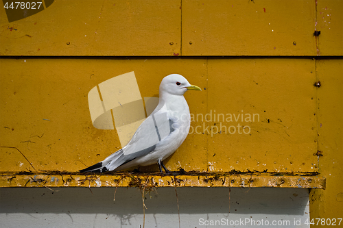 Image of Seagull bird close up