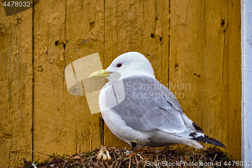 Image of Seagull bird close up