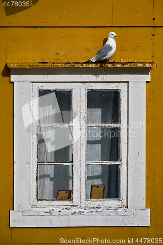 Image of Seagull bird close up