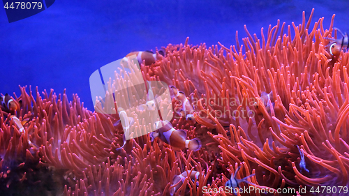 Image of Orange Clownfish